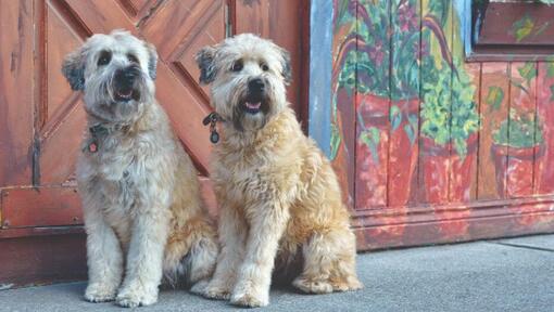 Wheaten best sale terrier hypoallergenic